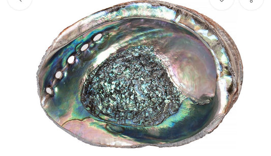 Abalone Shells